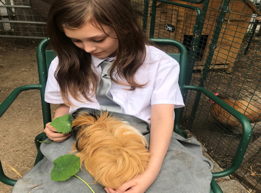 girl feeding guinea pig