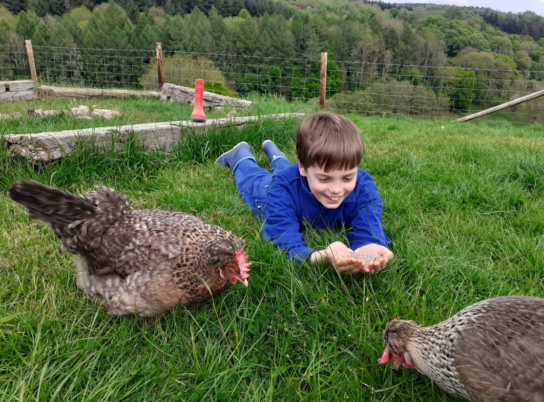boy feeding chickens