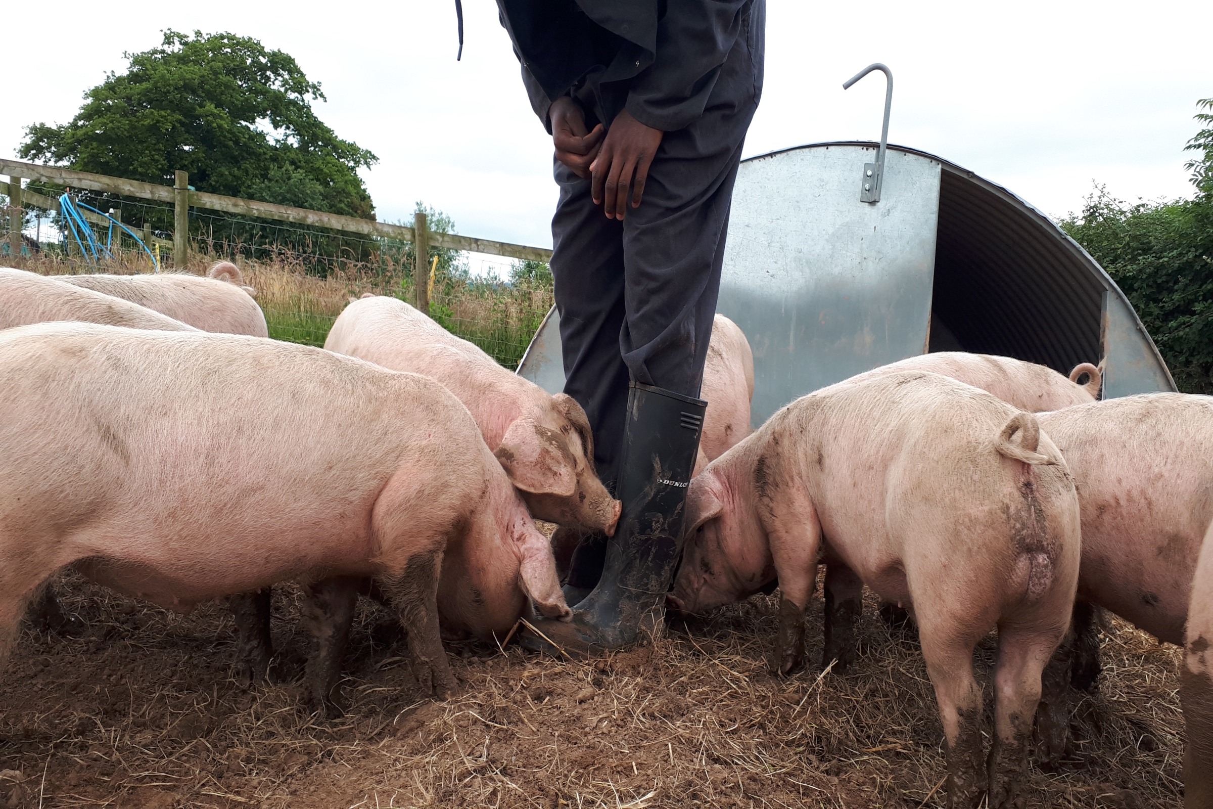 pigs and wellies
