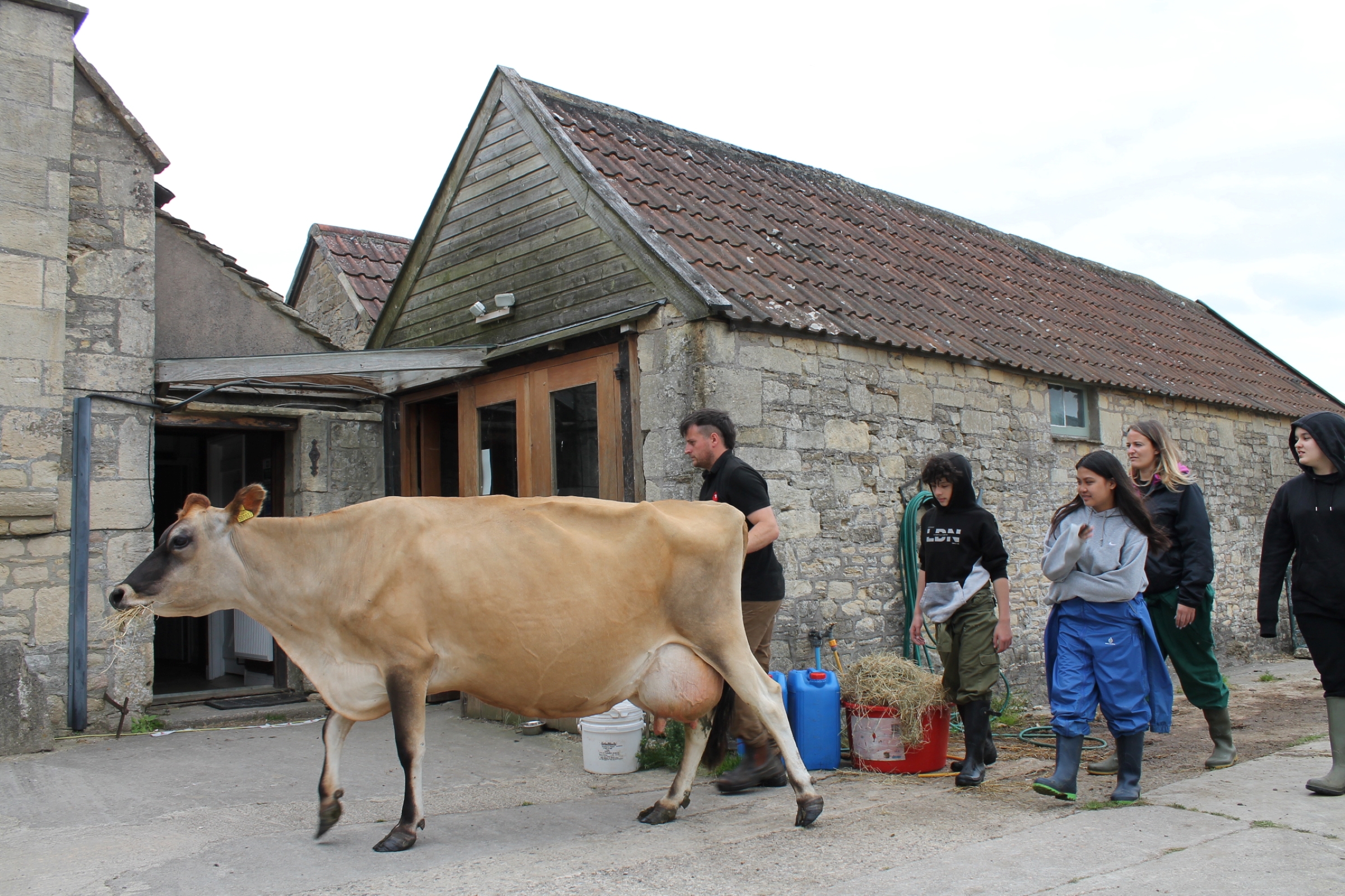 Three young people walking across the farm with a dairy cow