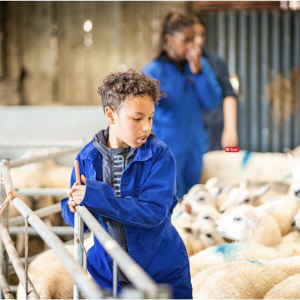 A boy wearing blue overalls holds a sheep pen closed while watching over numerous sheep stretching behind him