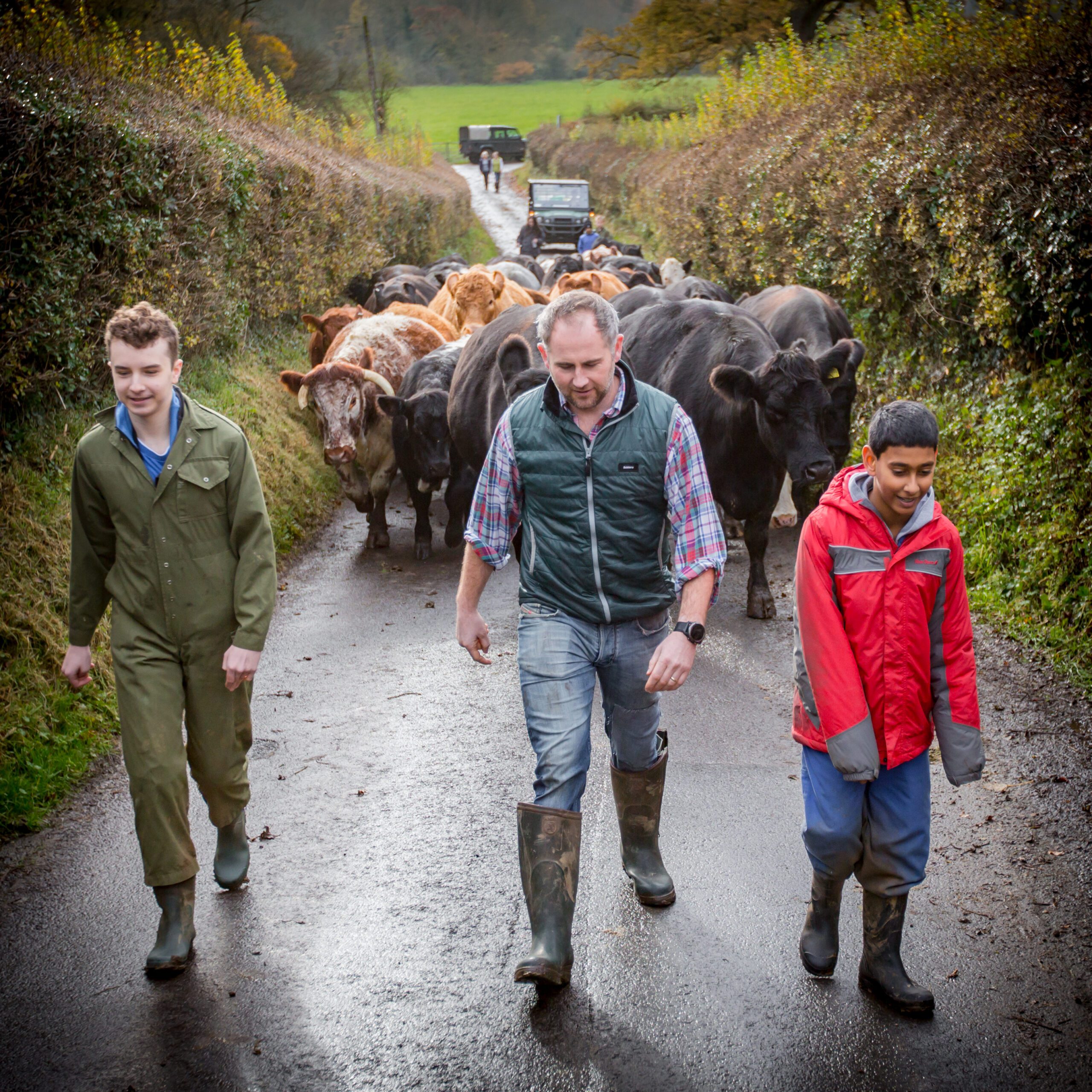 Two young people walk alongside Jamie up a country lane followed by small head of cows