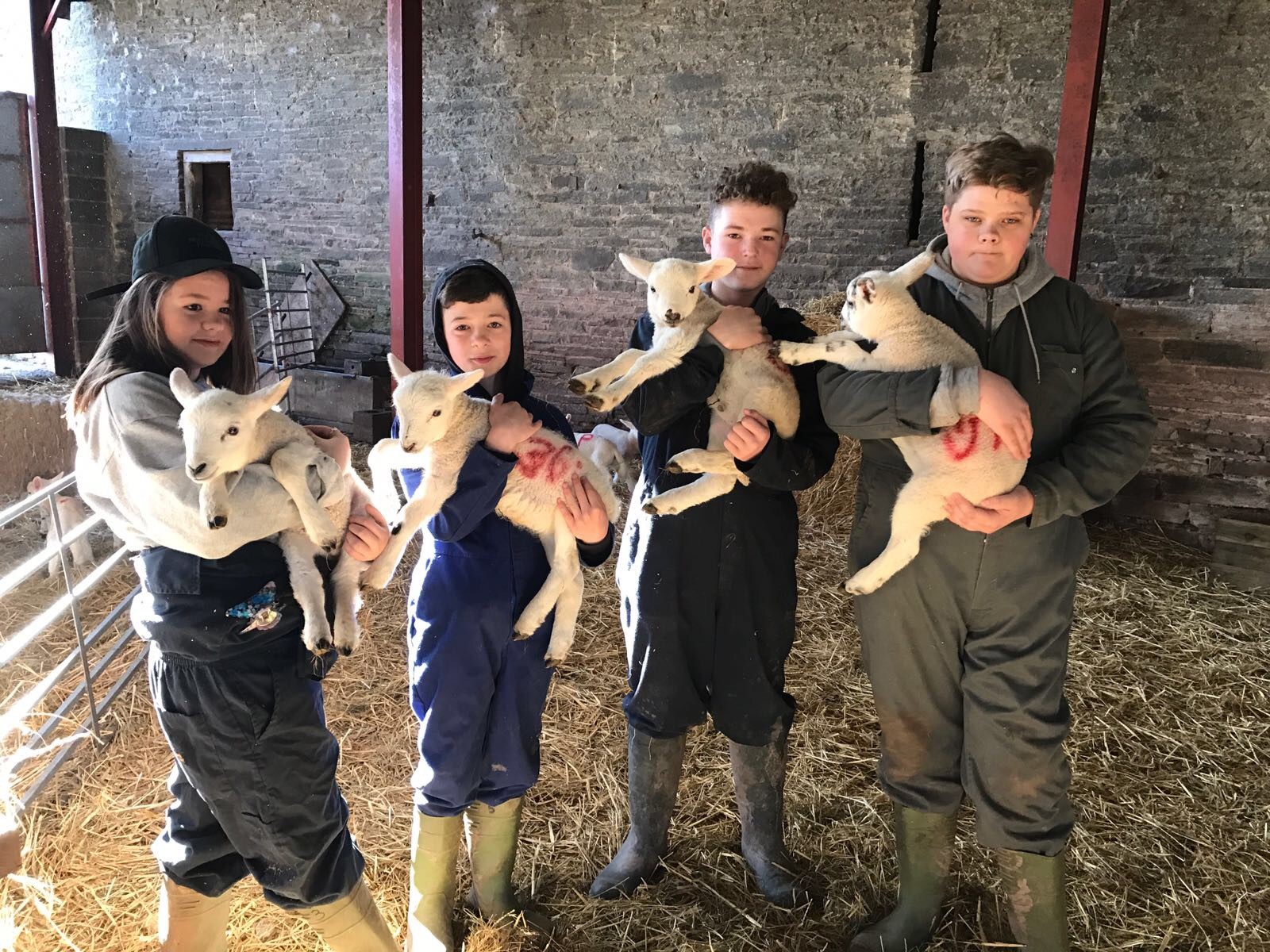 Four young people dressed in overalls and wellies hold a lamb each