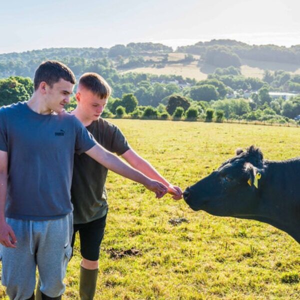 Two boys gently reaching their hands out to a black cow in a sunny field