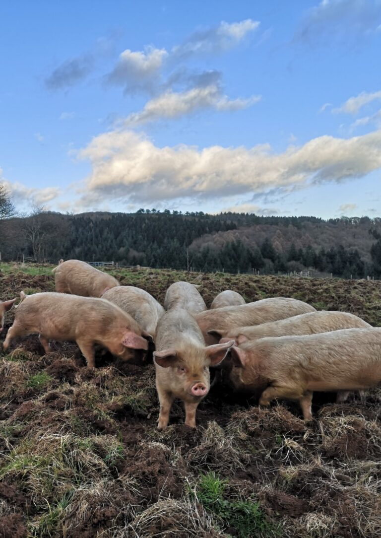 How We Farm - Regenerative Farming at Jamie's Farm