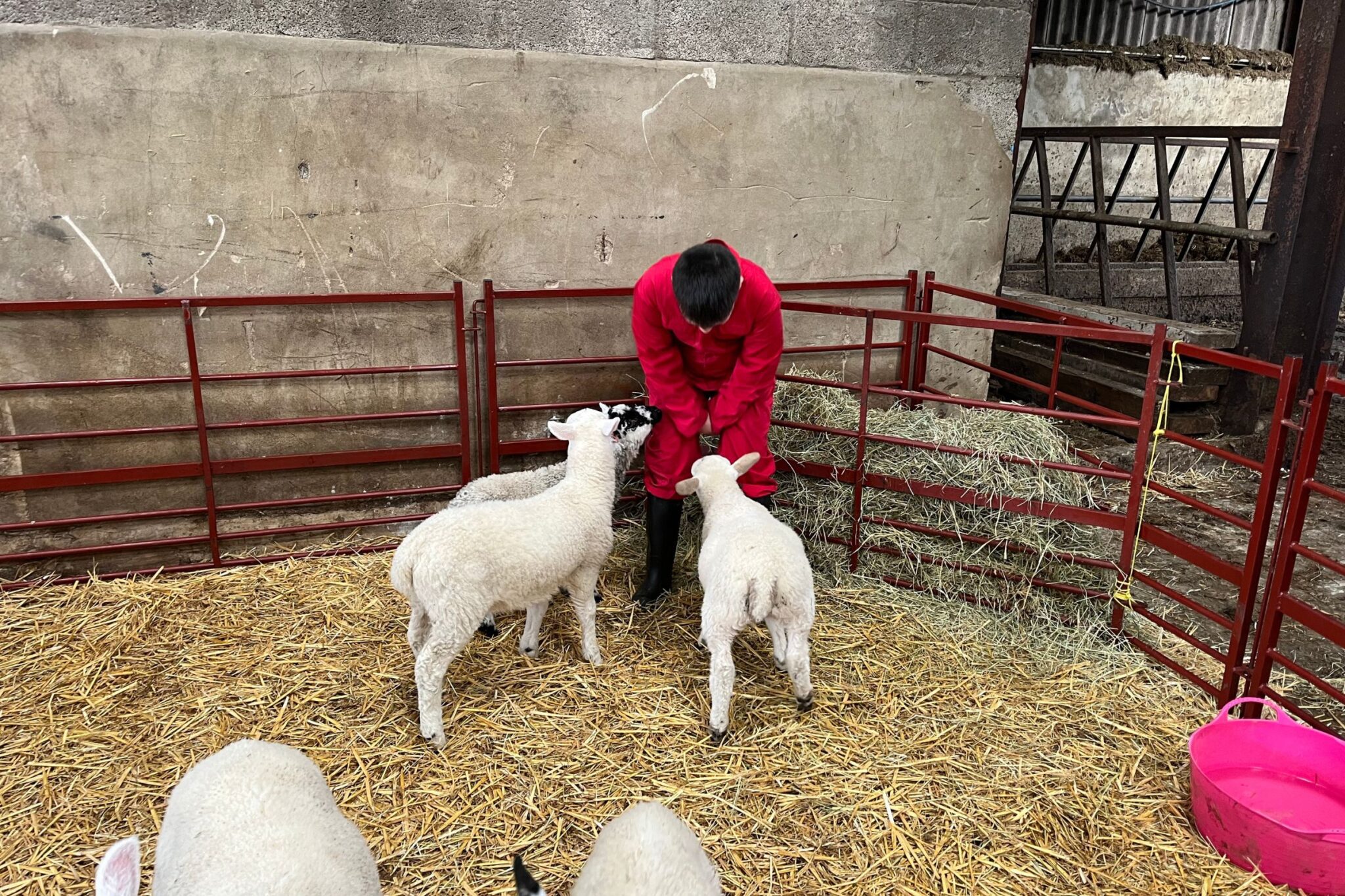 Skipton Jamie's Farm