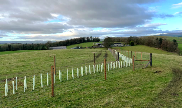 A photograph showing new fencing and hedgerows at Jamie's Farm Skipton. The hedgerows are small saplings protected by guards and are not yet established. The landscape shows open fields and groups of trees in the background. 