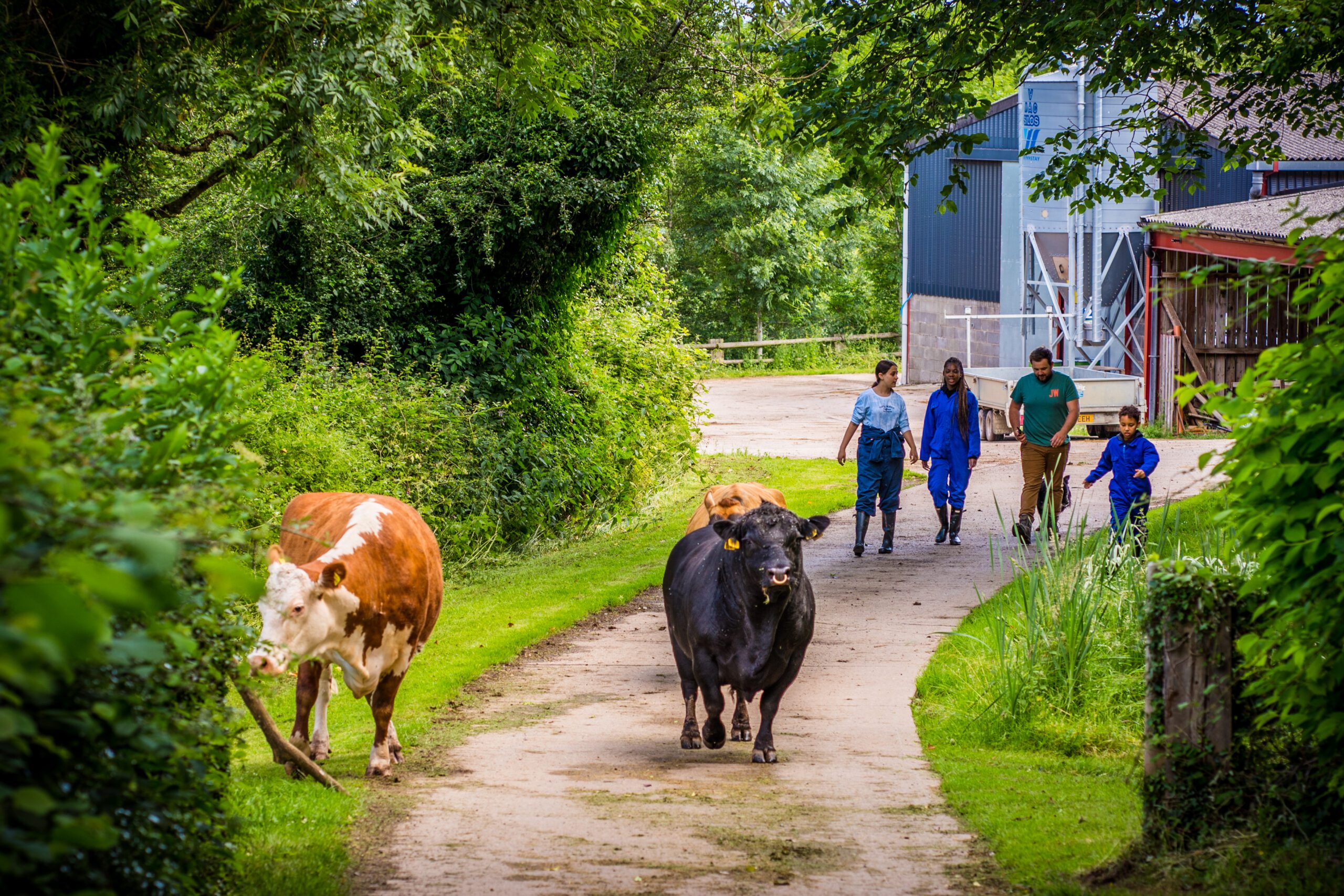 Young people in the distance walking up a path behind two cows at the Hereford farm.