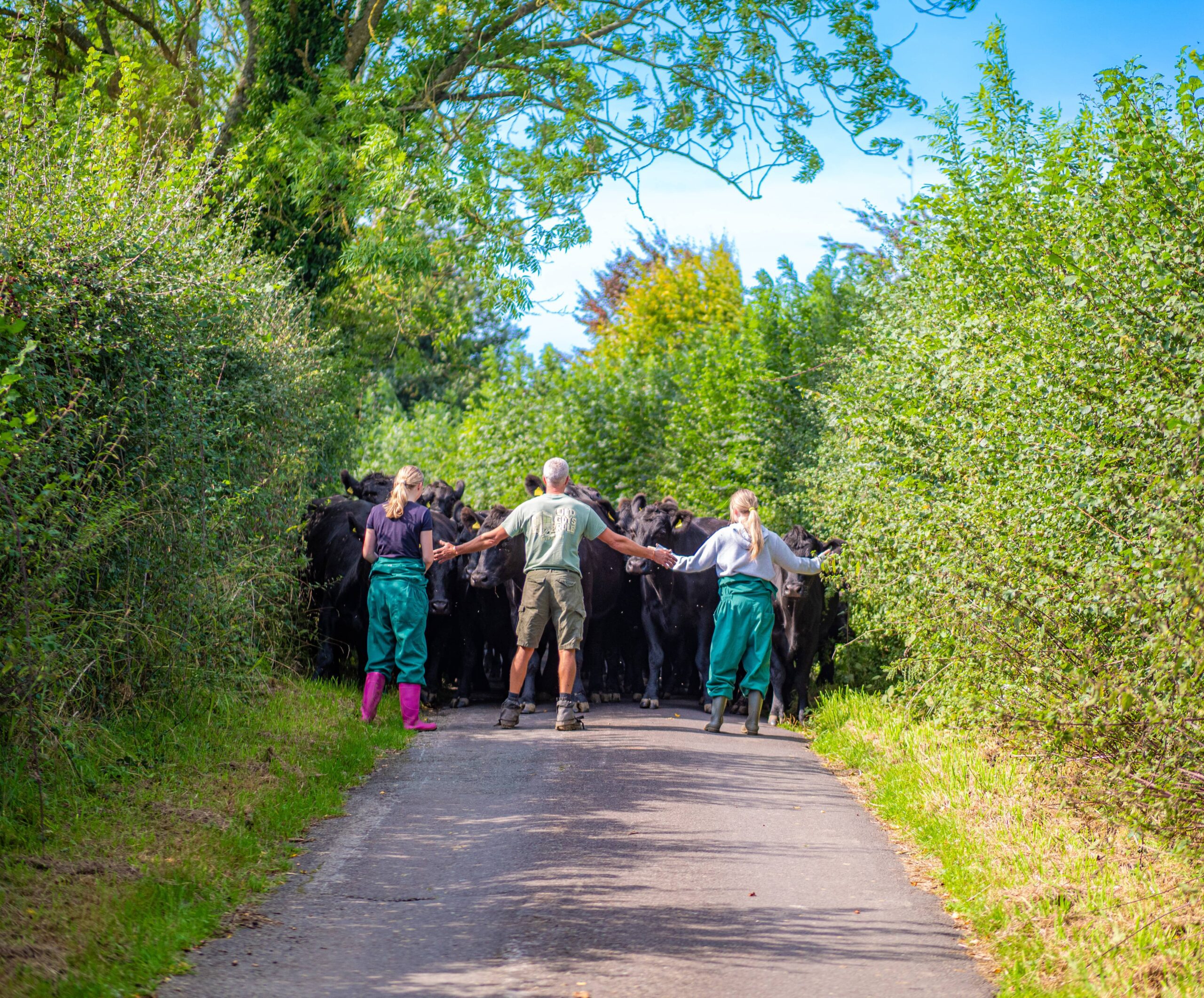 A photo of 2 young people holding hands with the farmer at Hill House Farm to block the road as they herd cows to a new field. 