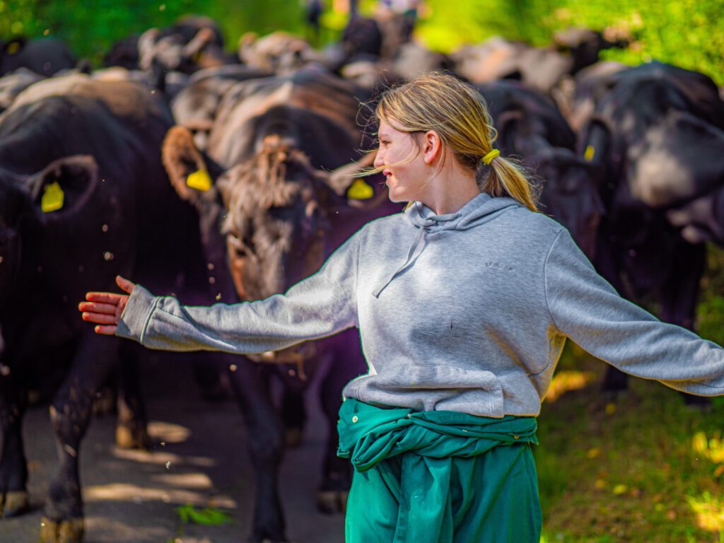 A girl in a grey hoody with green overalls around her waist, holding her arm out to lead a herd of cows down a country lane.