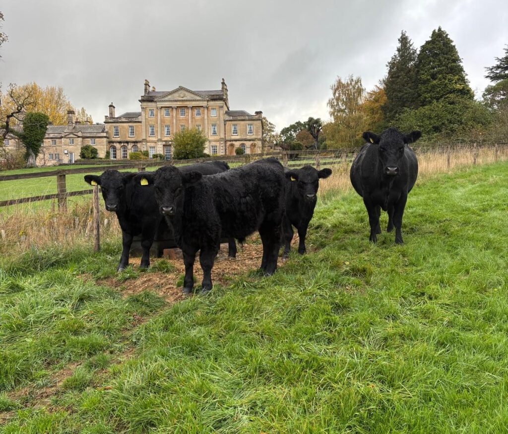 4 black Pedigree Aberdeen Angus bulls in grass in front of neighbouring manor house