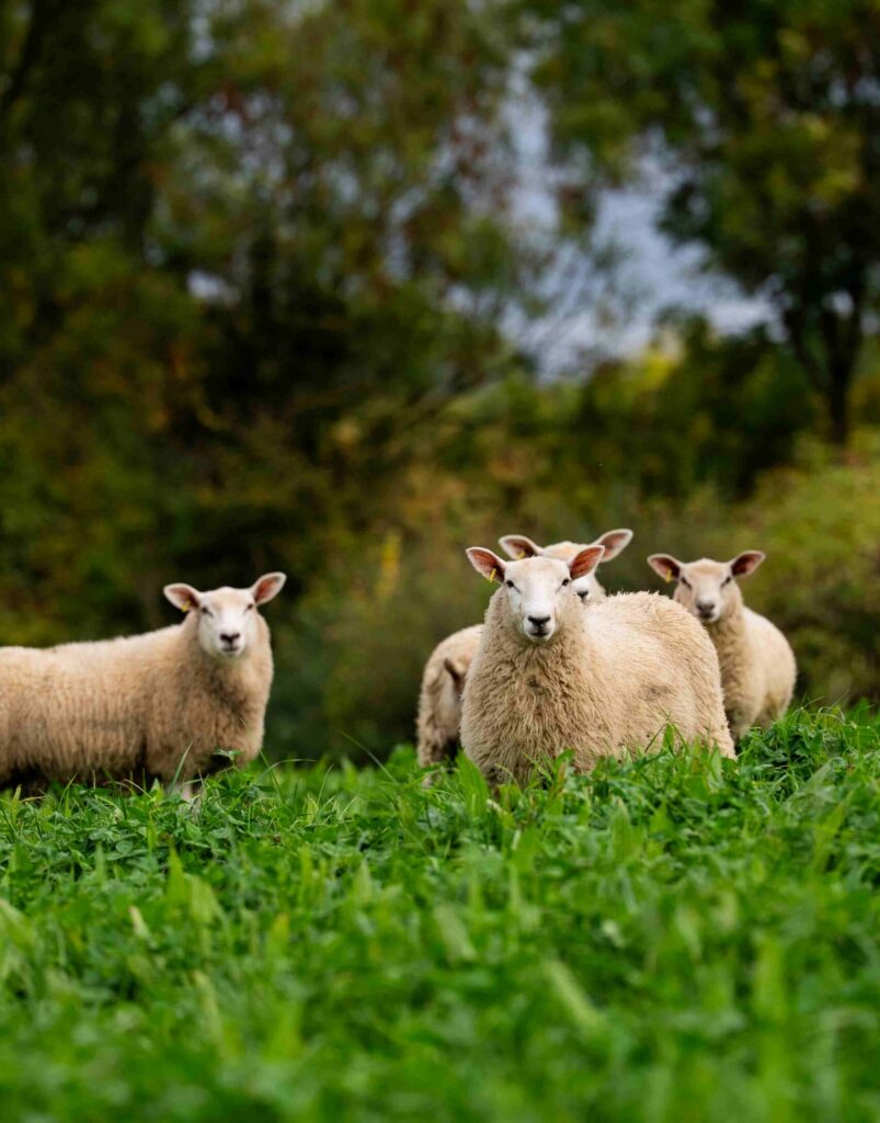 4 Sheep grazing arable cover crops