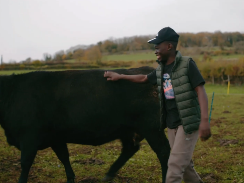 Young boy farming with cattle
