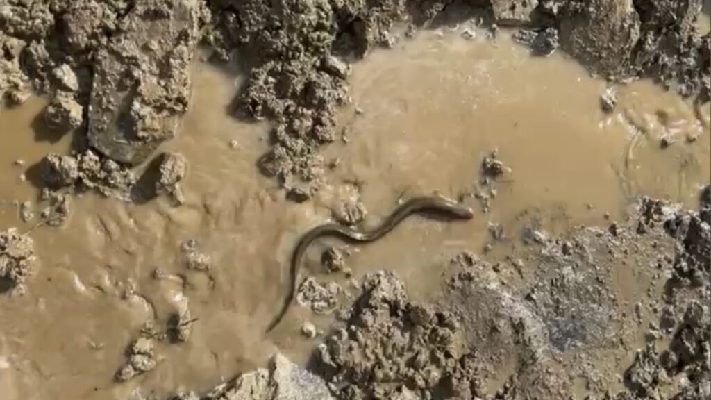 A European eel found at the farm in the wetlands