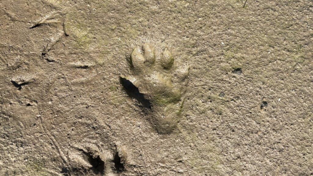 Otter footprint that was found on the banks of the wetlands.