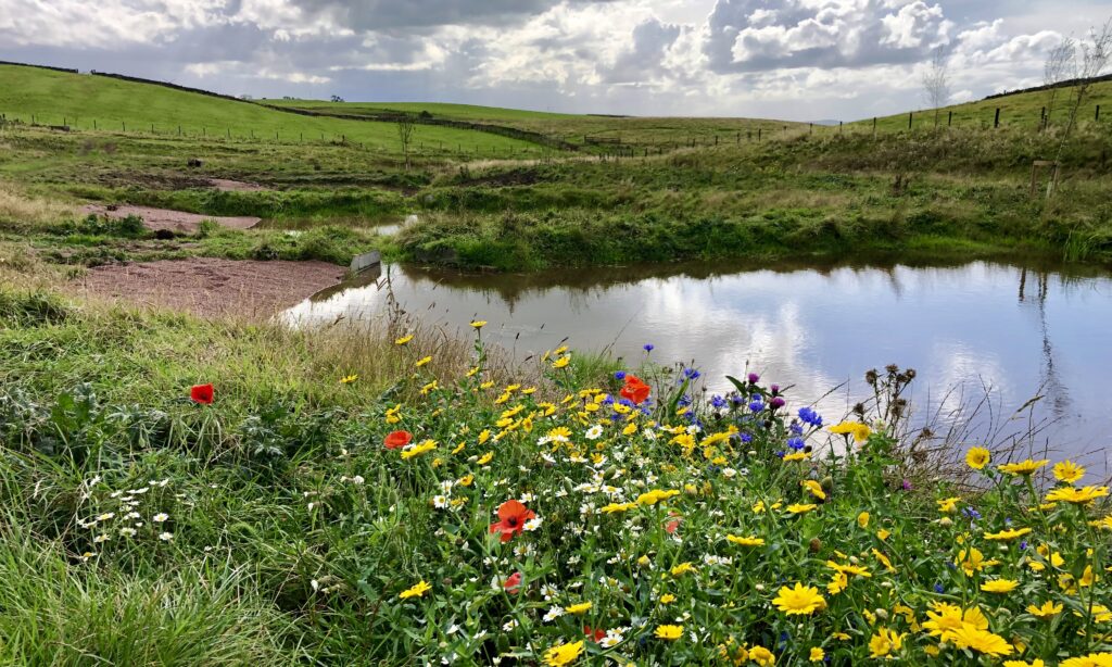 Wildflowers surrounding three new pools of the wetlands.